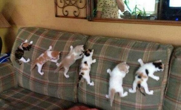 cats-climbing.jpg