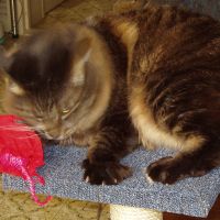 �����p�V