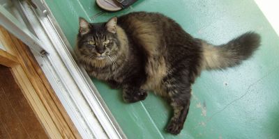 �����̂�