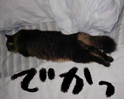 厙