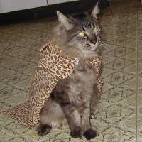 Q����񉼖�