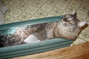 ����Ղ����