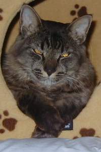 ����Q�����